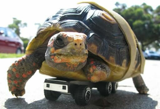animal-protesis-tortuga.jpg
