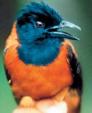 animal-venenoso-pitohui-encapuchado.jpg