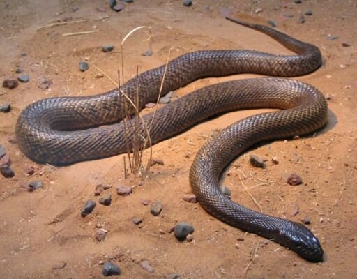 animal-venenoso-serpiente-taipan.jpg